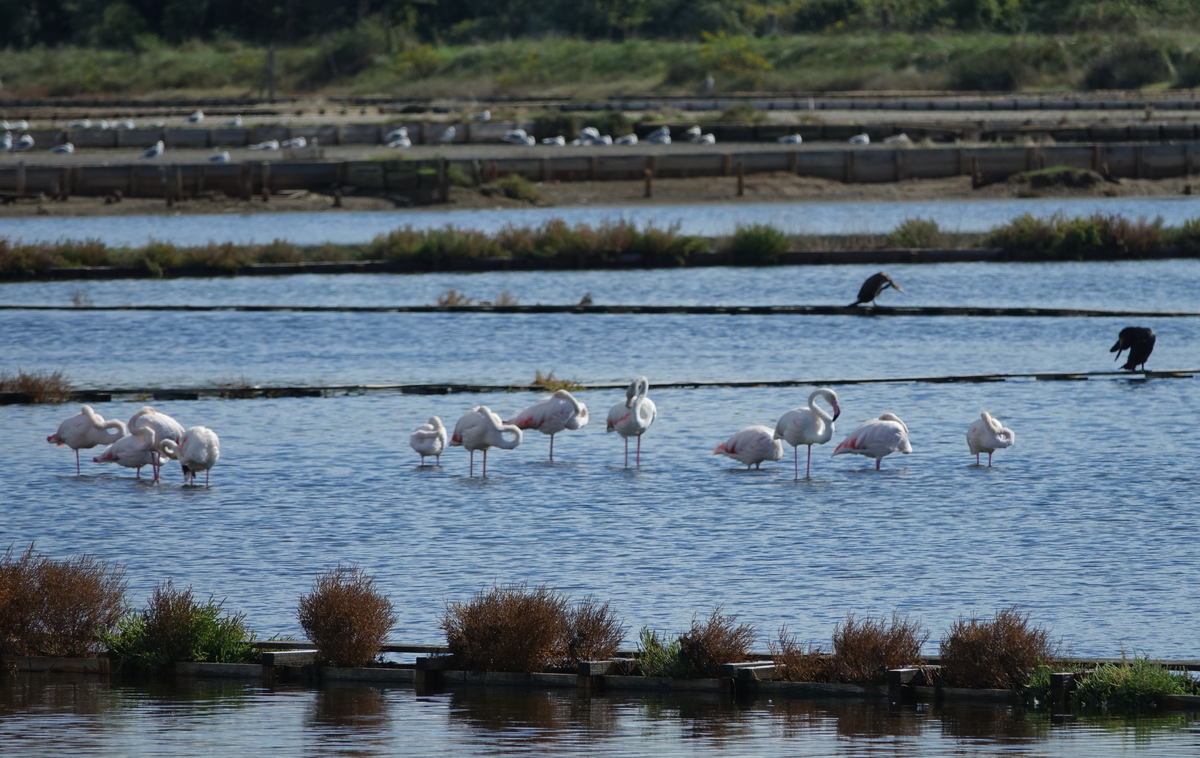 Vogelbeobachtung in der Nin-Lagune